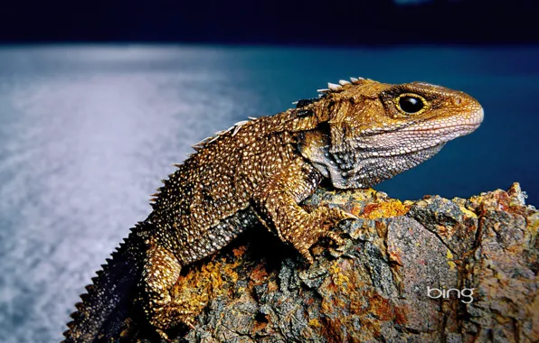 Картинка море, камни, скалы, ящерица