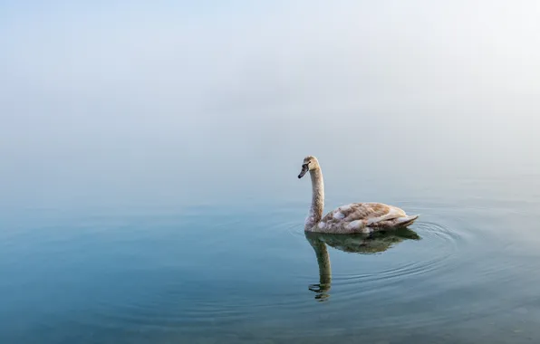 Озеро, отражение, лебедь, живая природа