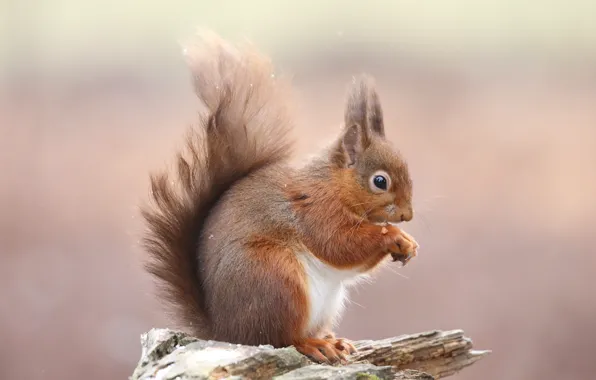 Картинка фон, пень, белка, сидит