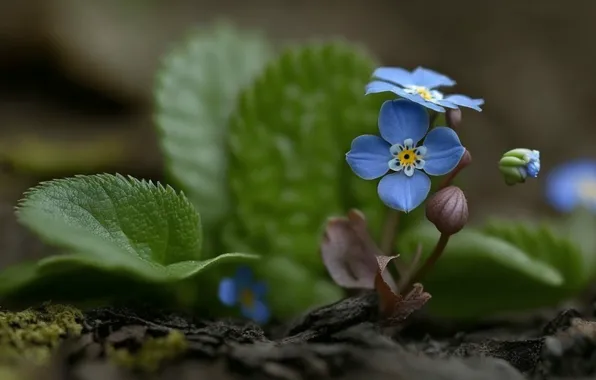 Листья, цветы, весна, голубые, незабудки, ИИ-арт, нейросеть