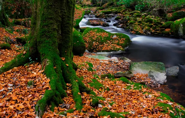 Картинка осень, лес, листья, деревья, ручей, камни, мох