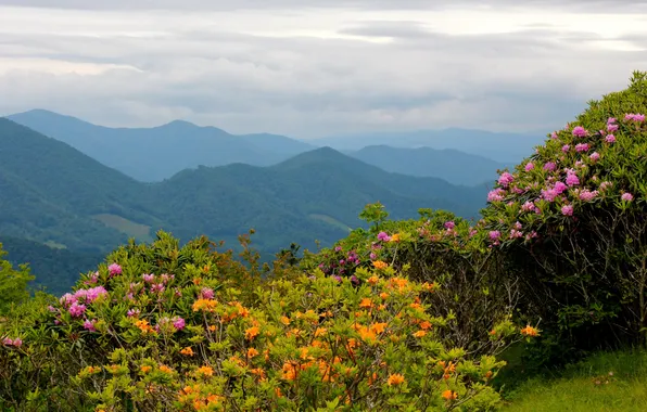 Пейзаж, цветы, горы, природа, США, North Carolina, Rhododendrons