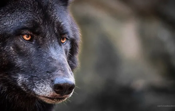 Картинка nature, predator, animal, wolf, wildlife, black wolf, Canis lupus, portrait.