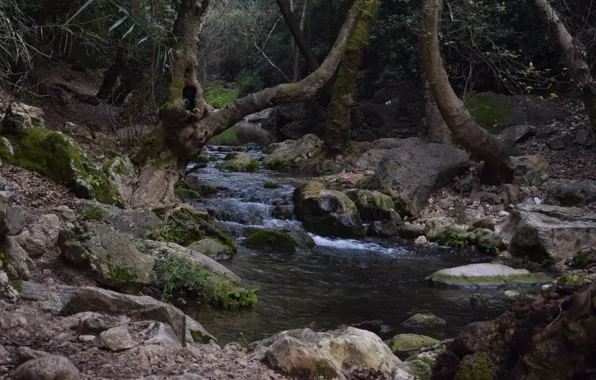 Nature, Green, Water, Wild, River, Forest, Israel