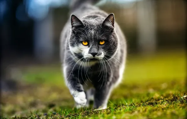 Картинка кошка, взгляд, природа