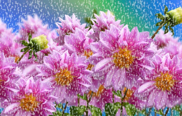 Kwiaty, Kolorowe, Deszcz