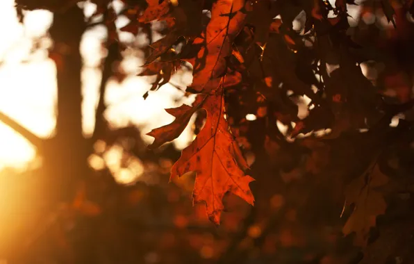 Картинка осень, небо, листья, солнце, лучи, деревья, закат, Лист