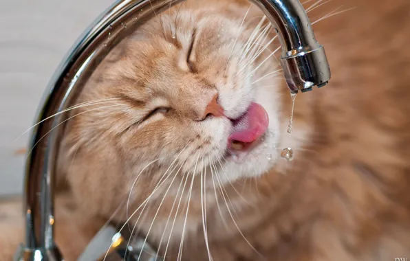 Кот, морда, вода, капли, жажда, кран, котэ, мейн-кун