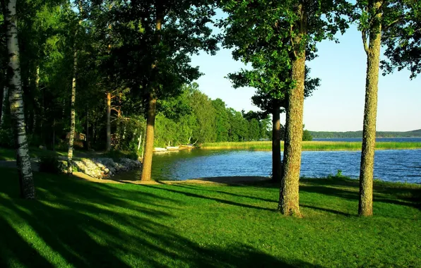 Картинка forest, river, trees, nature