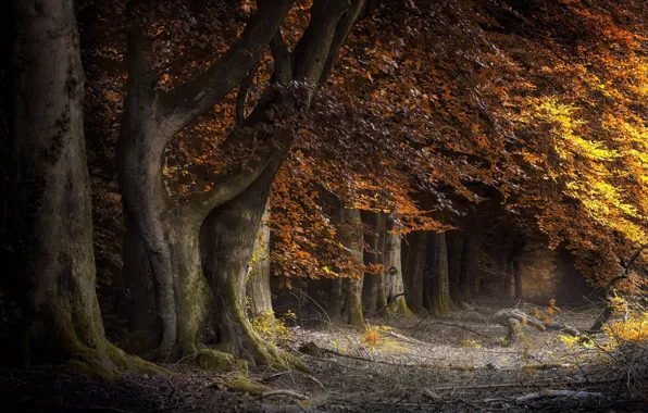 Осень, деревья, парк