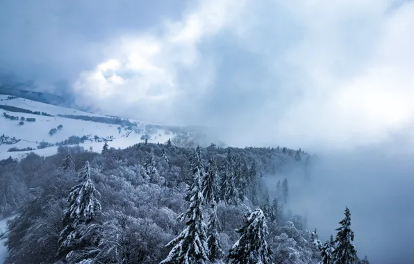 Лес, снег, туман, деревня, Schnee im Schwarzwald