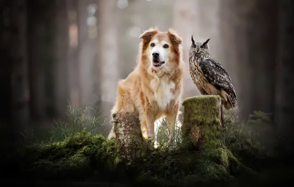 Картинка лес, природа, птица, собака