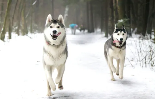 Картинка зима, язык, собаки, снег, парк, бег, хаски, лайка