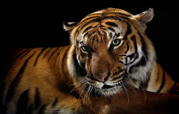 Тигр, хищник, черный фон, дикие кошки