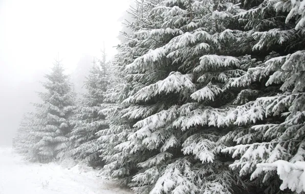 Картинка Зима, Снег, Лес, Мороз, Winter, Frost, Snow, Forest