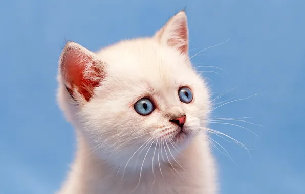 Кошка, белый, взгляд, поза, котенок, портрет, малыш, голубые глаза