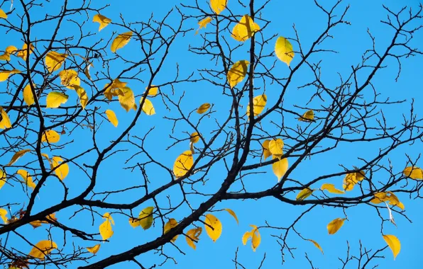 Небо, листья, природа, дерево, widescreen, обои, wallpaper, широкоформатные