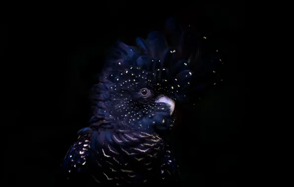 Картинка фон, птица, Red-tailed black cockatoo