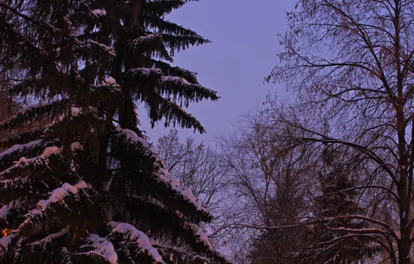 Зима, небо, снег, деревья, природа, утро, Россия, сумерки
