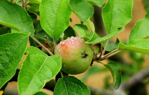 Apple, fruit, twig