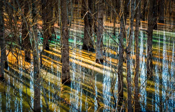 Картинка деревья, отражение, рассвет, болото