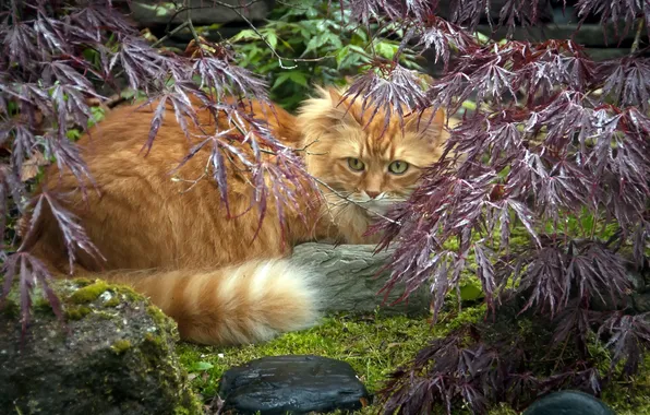 Кошка, взгляд, природа