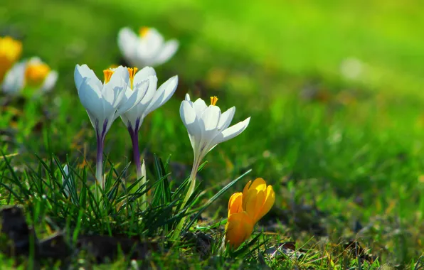 Flower, spring, crocus