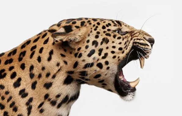 Jaguar, cat, animal, wildlife, big cat