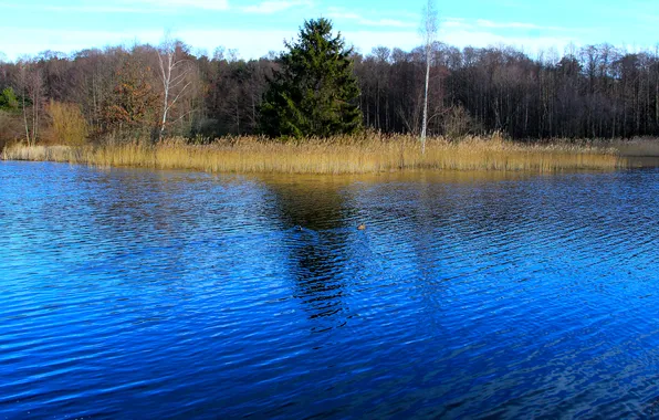 Water, park, lake