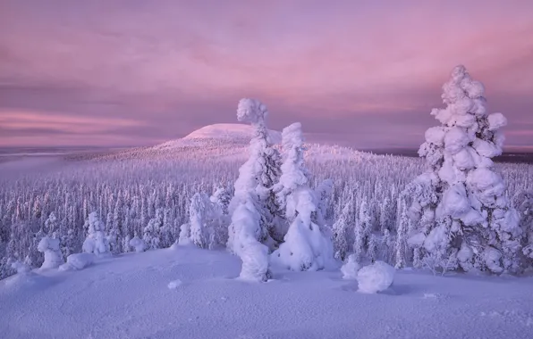 Картинка зима, лес, снег, деревья, Финляндия, Лапландия