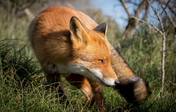 Картинка трава, морда, поза, лиса, рыжая