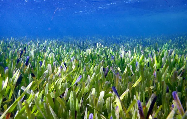 Sea, nature, herb