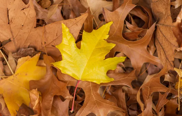 Осень, листья, фон, colorful, клен, yellow, autumn, leaves