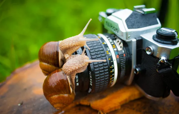 Картинка животные, макро, фотоаппарат, Улитки, nikon