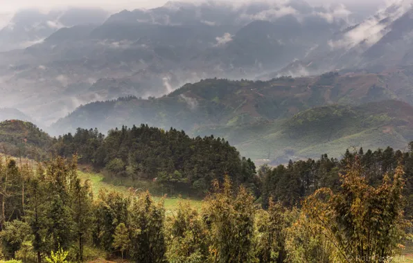 Лес, деревья, горы, туман, поля, панорама, Вьетнам, плантации