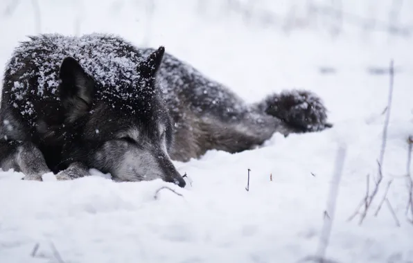 Картинка холод, снег, Волк