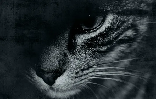 Кот, усы, морда, глаз, фон, widescreen, обои, черно-белое