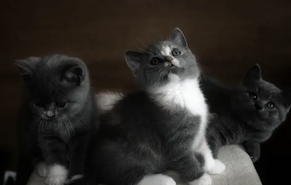Кошки, темный фон, котенок, серый, котята, малыши, серые, сидит
