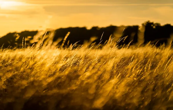 Картинка поле, трава, солнце, макро, свет, колоски, луг, золотой