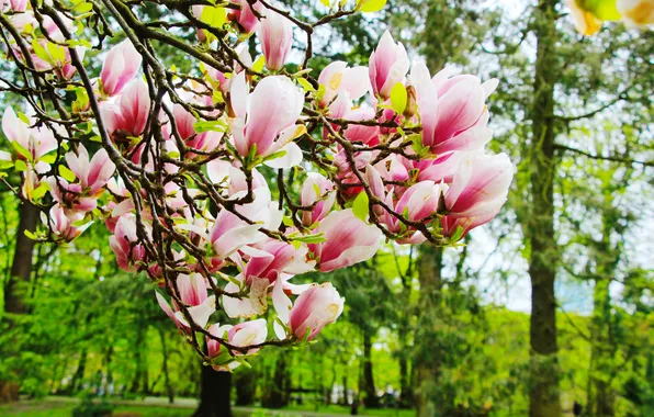 Flower, magnolia, twig