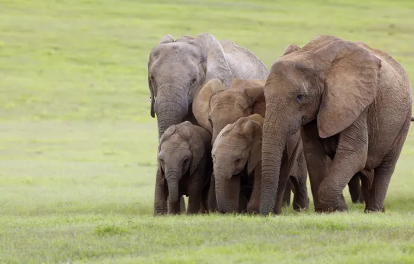 Картинка семья, слоны, ЮАР, Addo National Elephant Park