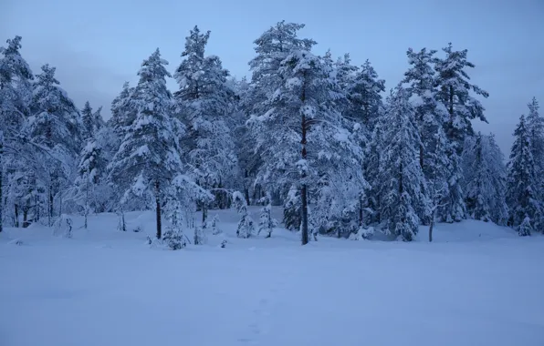 Зима, иней, лес, небо, снег, деревья, природа, ели