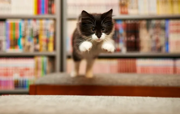 Картинка кошка, фон, прыжок