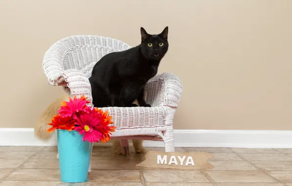 Кошка, кот, взгляд, цветы, стена, букет, кресло, пасть