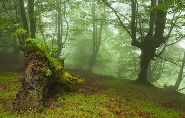 Картинка осень, лес, деревья, туман, коряга