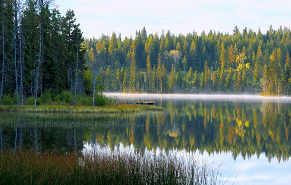 Картинка осень, лес, небо, вода, деревья, туман, озеро, отражение