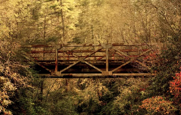 Осень, лес, листья, мост, Южная Каролина