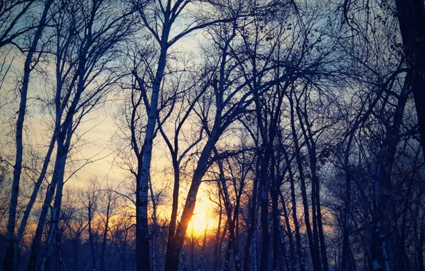 Солнце, Небо, Природа, Деревья, Лес, Пейзаж, Forest, Фильтры