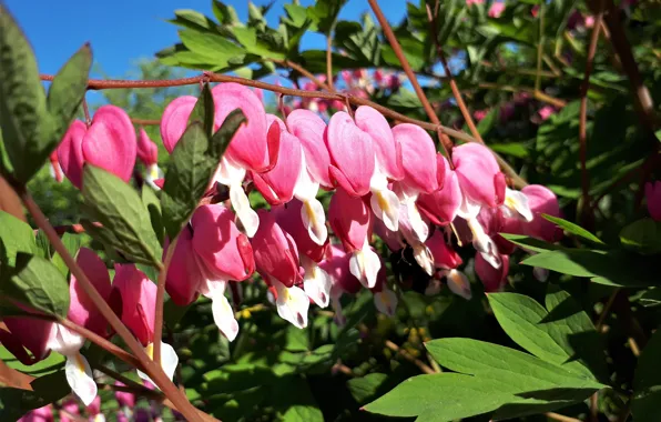 Цветы, flower, nature, pink, разбитое сердце