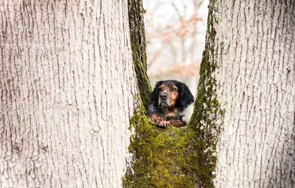 Взгляд, дерево, собака